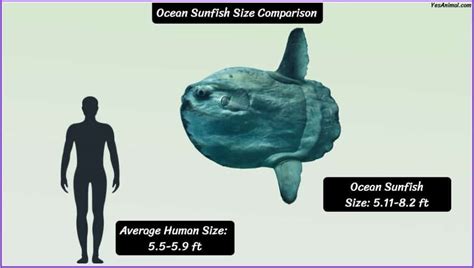 Ocean Sunfish Size: How Big Are They Compared To Others?