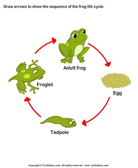 Stages of Frog Life Cycle Worksheet - Turtle Diary