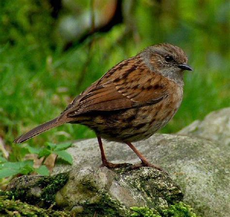 Pin on British Birds