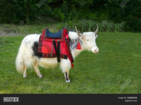 Domesticated Yak White Image & Photo (Free Trial) | Bigstock