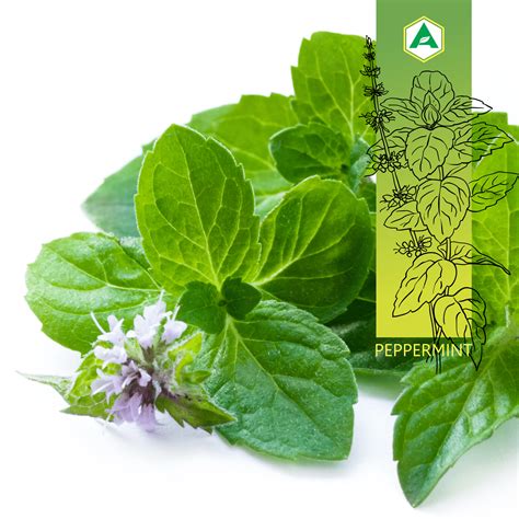 Peppermint Leaf: What is it and what health benefits does it offer ...