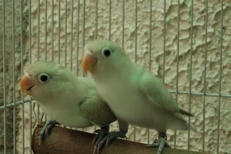 WattaBird! Breeding Dominant Pied African LoveBirds