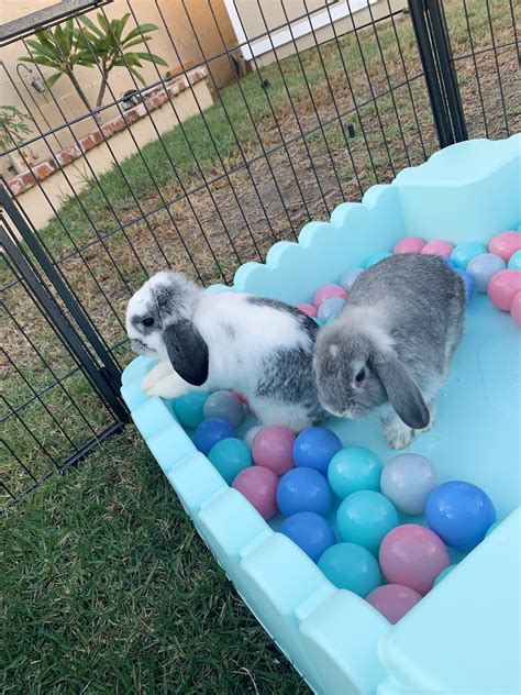 BUNNIES having a ball | Pet bunny rabbits, Bunny cages, Cute baby bunnies