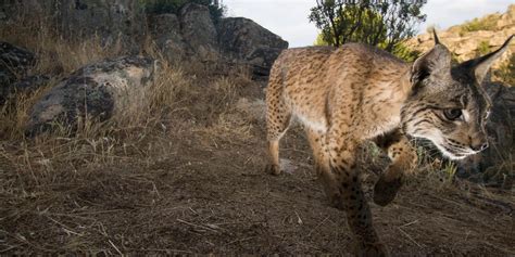 Iberian Lynx Cubs