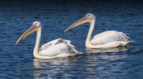 Pelican | San Diego Zoo Safari Park