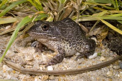 Gopher Frog - Stock Image - C006/5903 - Science Photo Library