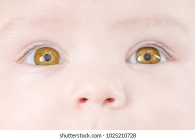 Face Cute Baby Yellow Eyes Closeup Stock Photo (Edit Now) 1025210728