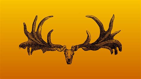 Irish Elk Skull and Antlers [2560x1440] (With images) | Elk skull ...