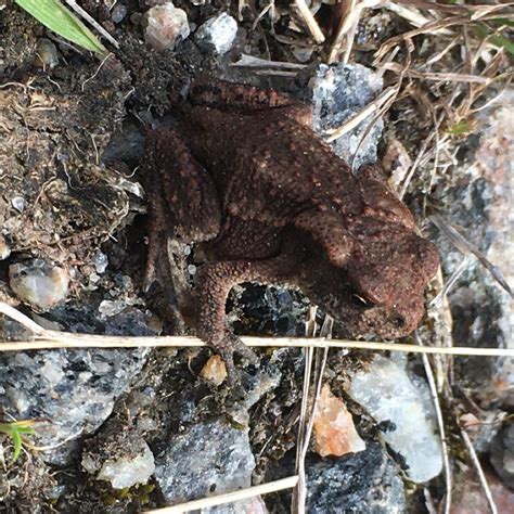 Photo - Common Toad - Bufo bufo - Observation.org