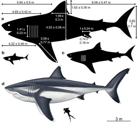 Discovered Tooth Fossil of ‘Ocean Obsession’ Megalodon 15 million years ...