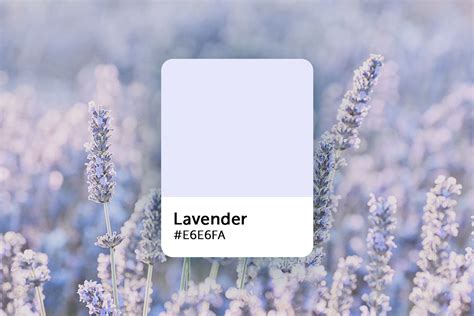 Lavender Color Explained: Color Codes, Similar Shades, and Symbolism ...