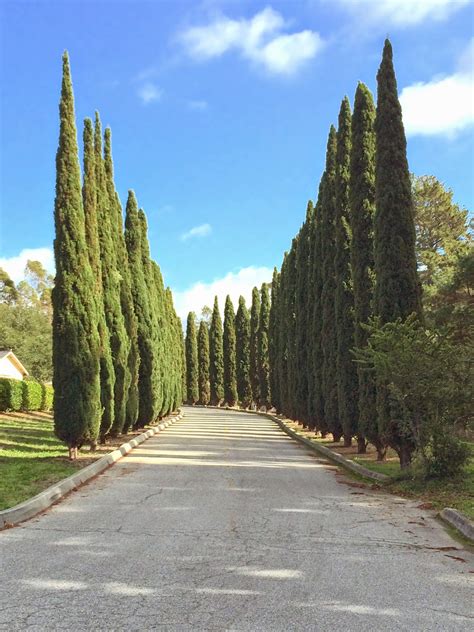 Trees of Santa Cruz County: Cupressus sempervirens 'Stricta' - Italian ...