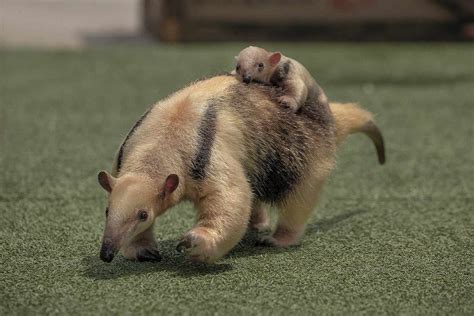 San Diego Zoo Safari Park Welcomes Baby Tamandua Anteater