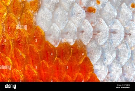 Closeup to Orange and White Shining Koi Fish Scale Background Stock ...