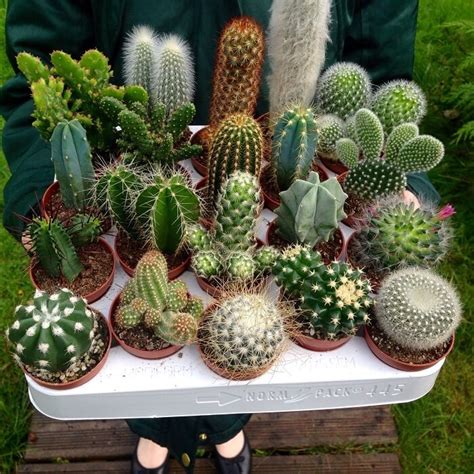 Mixed Premium Cactus Seeds, 100pcs/pack – GreenSeedGarden