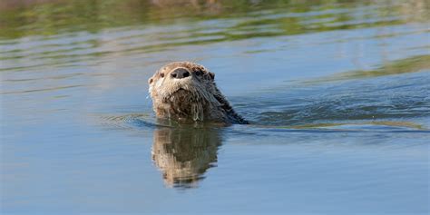 River otter - Nebraska Game & Parks Commission