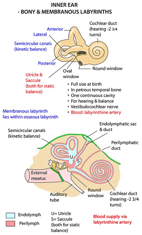 Instant Anatomy - Head and Neck - Areas/Organs - Ear - Osseous ...