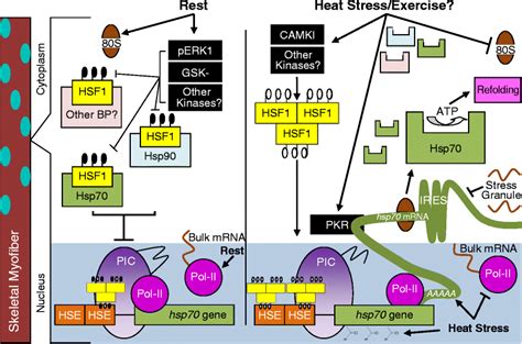 Regulation of survival gene hsp70 | SpringerLink