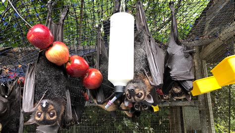 All about Australian Flying Foxes - Tolga Bat Hospital