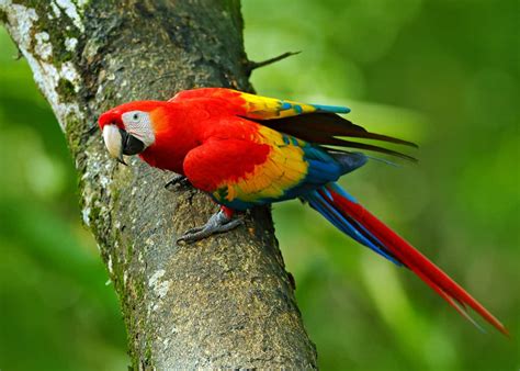 22 Scarlet Macaw Facts: Guide to the Beautiful Ara macao | JustBirding