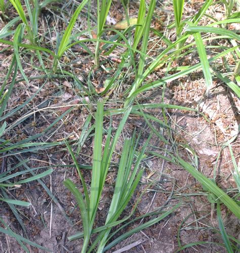 What is Nutsedge? - DuVall Lawn Care