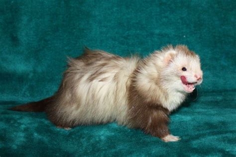 Ferret Colour Chart - Angora Ferret, Pet Ferret, Ferret Cage, Baby ...