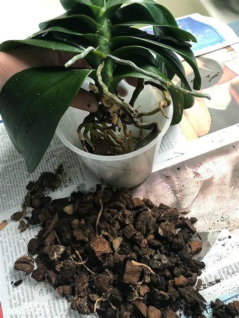 Phalaenopsis Orchid Repotting: The Step-by-Step Process