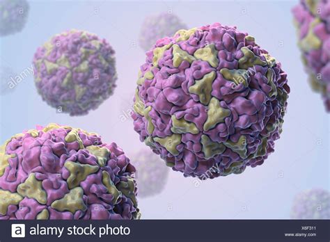 Human Rhinovirus Diagram