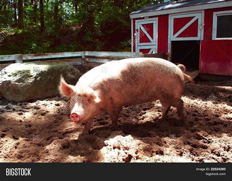 Big Fat Pink Pig Image & Photo (Free Trial) | Bigstock