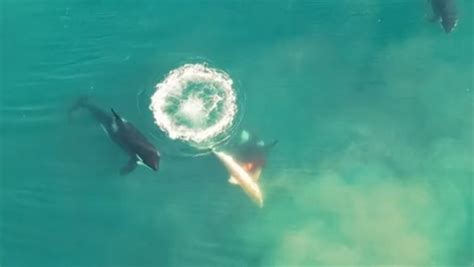 Orcas Eat a Great White Shark in Stunning Drone Video