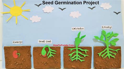 Seed Germination Third Grade