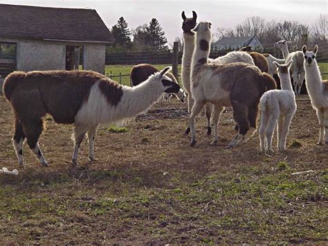 llama farm | Jobs that involve animals, Llama, Cute animals