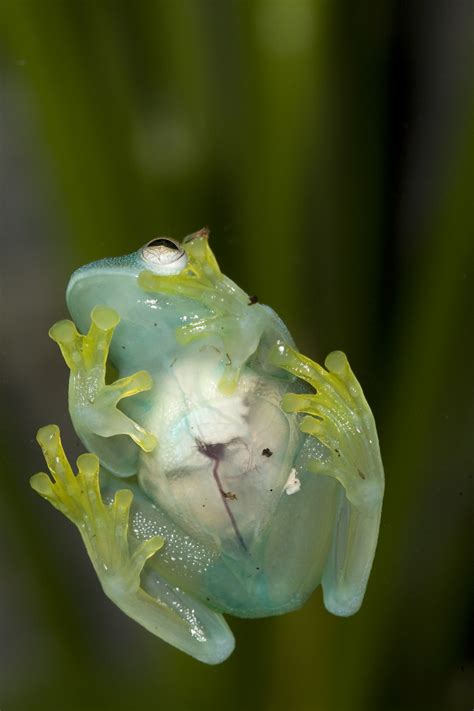 glass frog | Amphibian Rescue and Conservation Project