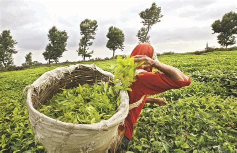 Tea Garden Owners Free To Decide If They Want To Implement Govt's Order ...