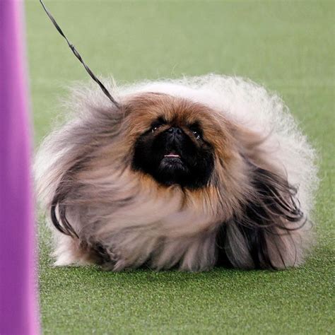 A Tiny Pekingese Named Wasabi Won the Westminster Dog Show