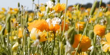 コンプリート！ flower field gif 218961-Anime flower field gif