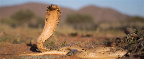 Cape Cobra | Thermal ecology | Tswalu Foundation