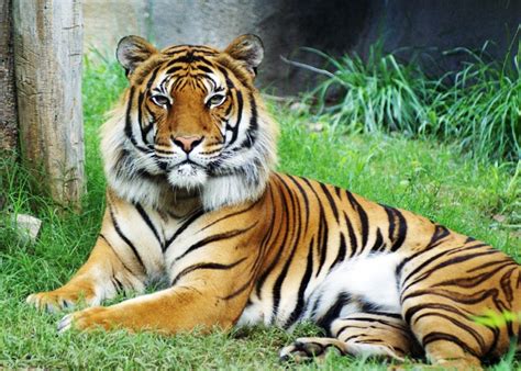 Malayan Tiger - TIGERS