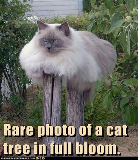 funny cat tree - Dump A Day