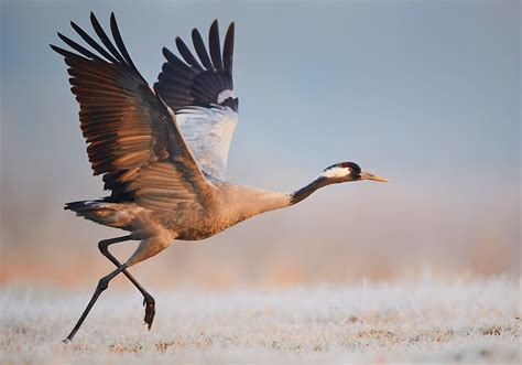 Crane Symbolism & Meaning (+Totem, Spirit & Omens) | World Birds