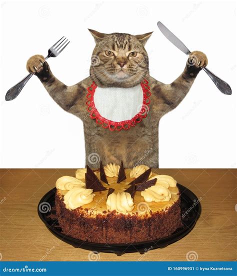 Cat eating a cake stock image. Image of cafe, humor - 160996931