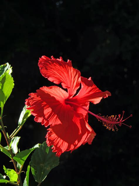 Hawaiian Hibiscus by joeyartist on DeviantArt