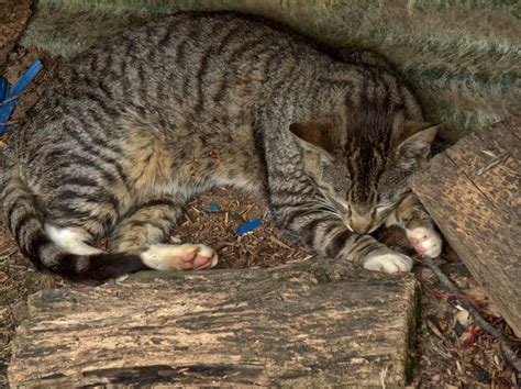 Sleeping Little Tabby Cat