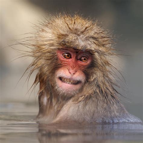 Primates (Non Human) - Animals photo contest | Photocrowd photo ...