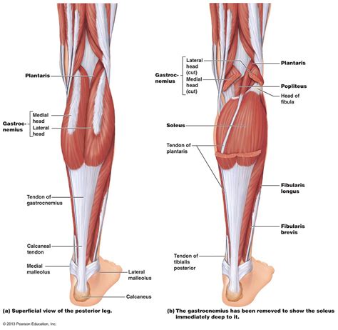 Soleus: The "weaker" of the calf muscles?