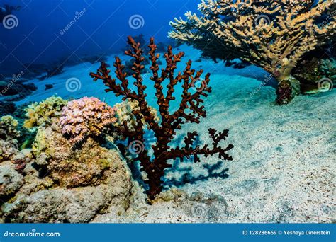 Coral Reefs and Water Plants in the Red Sea Stock Image - Image of ...