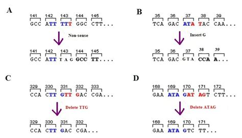 Frameshift Mutation - Definition, Examples & Effects | Biology Dictionary