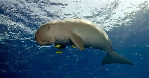 Dugong Behavior - AnimalBehaviorCorner