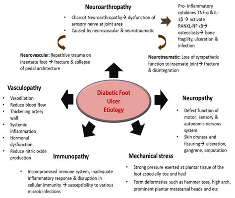 Pathophysiology Of Diabetic Foot Ulcers Wound Infection Stock Sexiz Pix ...