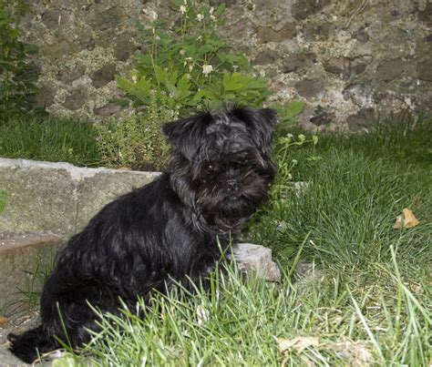 Affenpinscher, Size, Life Expectancy, Personality, Puppies, Pictures